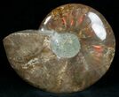 Wide Polished Ammonite Dish #7015-1